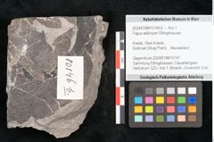 Foto (Detailansicht) von Fagus wilkinsoni Ettingshausen (NHMW-GEO-2024-0188-10146b)